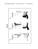 NOVEL BIOLOGICAL SUBSTANCE NESFATIN AND ITS RELATED SUBSTANCES AND USES THEREOF diagram and image