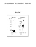 NOVEL BIOLOGICAL SUBSTANCE NESFATIN AND ITS RELATED SUBSTANCES AND USES THEREOF diagram and image