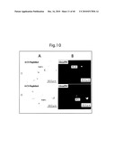 NOVEL BIOLOGICAL SUBSTANCE NESFATIN AND ITS RELATED SUBSTANCES AND USES THEREOF diagram and image