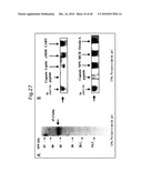 NOVEL BIOLOGICAL SUBSTANCE NESFATIN AND ITS RELATED SUBSTANCES AND USES THEREOF diagram and image