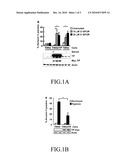TP EXPRESSION-INHIBITING COMPOUND AND SIRNA SEQUENCE THEREOF diagram and image