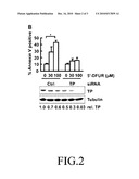 TP EXPRESSION-INHIBITING COMPOUND AND SIRNA SEQUENCE THEREOF diagram and image