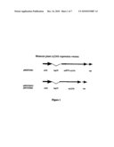 Methods for Transforming Plants to Express Delta-Endotoxins diagram and image