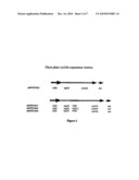 Methods for Transforming Plants to Express Delta-Endotoxins diagram and image