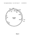 Methods for Transforming Plants to Express Delta-Endotoxins diagram and image