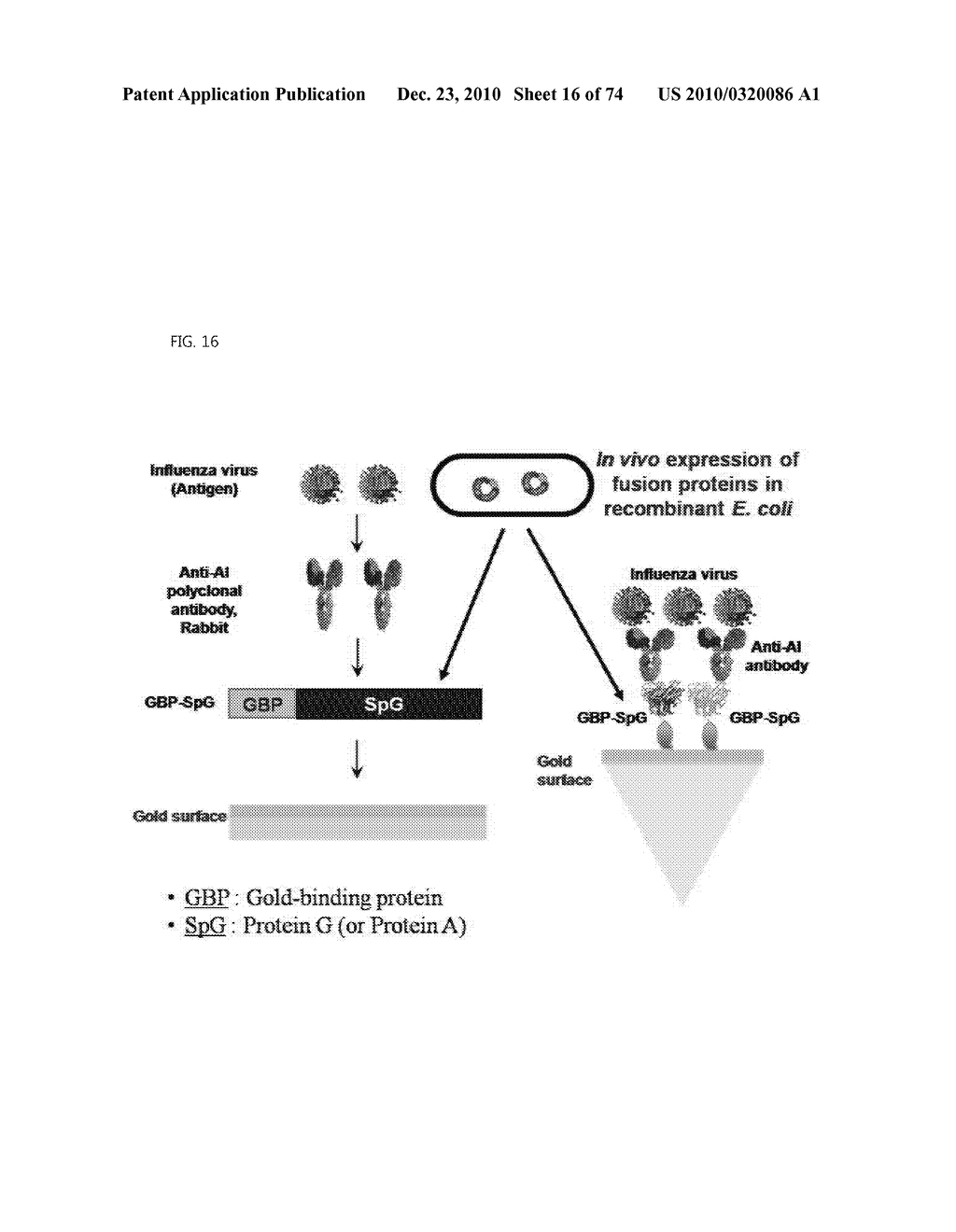 FLEXIBLE BIOSENSOR AND MANUFACTURING METHOD FOR THE SAME - diagram, schematic, and image 17