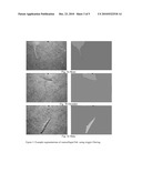 IMAGE SEGMENTATION BY HIERARCHIAL AGGLOMERATION OF POLYGONS USING ECOLOGICAL STATISTICS diagram and image