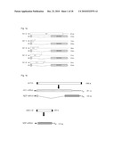 MODIFIED INFLUENZA VIRUS diagram and image