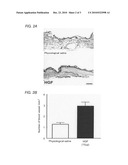 SKIN ULCER PREVENTIVE CURATIVE AGENT CONTAINING HUMAN RECOMBINANT HGF diagram and image