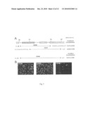 Flaviviridae Mutants Comprising a Deletion in the Capsid Protein for Use as Vaccines diagram and image