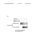 Method of Examining Inflammatory Disease and Method of Screening Remedy for Inflammatory Disease diagram and image