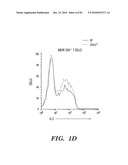 STROMAL INTERACTING MOLECULE KNOCKOUT MOUSE AND USES THEREOF diagram and image