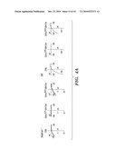 STROMAL INTERACTING MOLECULE KNOCKOUT MOUSE AND USES THEREOF diagram and image