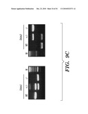 STROMAL INTERACTING MOLECULE KNOCKOUT MOUSE AND USES THEREOF diagram and image