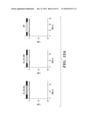 STROMAL INTERACTING MOLECULE KNOCKOUT MOUSE AND USES THEREOF diagram and image