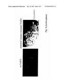 MODIFIED VIRD2 PROTEIN AND ITS USE IN IMPROVED GENE TRANSFER diagram and image