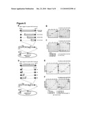 Baculoviruses With Enhanced Virion Production and a Method for the Production of Baculoviruses diagram and image