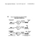 Baculoviruses With Enhanced Virion Production and a Method for the Production of Baculoviruses diagram and image