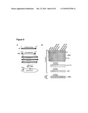 Baculoviruses With Enhanced Virion Production and a Method for the Production of Baculoviruses diagram and image