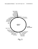 Methods For Producing Biological Substances In Enzyme-Deficient Mutants Of Aspergillus niger diagram and image