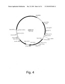 Methods For Producing Biological Substances In Enzyme-Deficient Mutants Of Aspergillus niger diagram and image