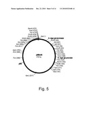 Methods For Producing Biological Substances In Enzyme-Deficient Mutants Of Aspergillus niger diagram and image