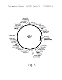 Methods For Producing Biological Substances In Enzyme-Deficient Mutants Of Aspergillus niger diagram and image