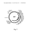 Methods For Producing Biological Substances In Enzyme-Deficient Mutants Of Aspergillus niger diagram and image