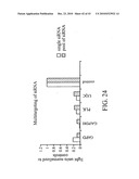 siRNA targeting TATA box binding protein (TBP)-associated factor (TAF1) diagram and image