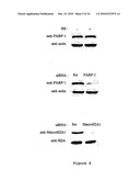 Inhibitors of PARP Activity and Uses Thereof diagram and image