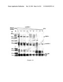 Inhibitors of PARP Activity and Uses Thereof diagram and image