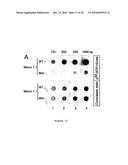 Inhibitors of PARP Activity and Uses Thereof diagram and image