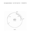 OMEGA-AMINO CARBOXYLIC ACIDS, OMEGA-AMINO CARBOXYLIC ACID ESTERS, OR RECOMBINANT CELLS WHICH PRODUCE LACTAMS THEREOF diagram and image