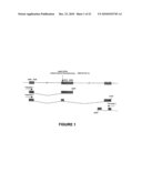 MEGANUCLEASE VARIANTS CLEAVING A DNA TARGET SEQUENCE FROM THE MOUSE ROSA26 LOCUS AND USES THEREOF diagram and image