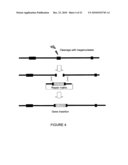 MEGANUCLEASE VARIANTS CLEAVING A DNA TARGET SEQUENCE FROM THE MOUSE ROSA26 LOCUS AND USES THEREOF diagram and image