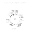 MEGANUCLEASE VARIANTS CLEAVING A DNA TARGET SEQUENCE FROM THE MOUSE ROSA26 LOCUS AND USES THEREOF diagram and image