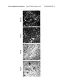 METHOD OF EXPANDING HUMAN HEPATOCYTES IN VIVO diagram and image