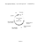 Plants Having Increased Yield-Related Traits and a Method For Making The Same diagram and image