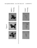 Protein Kinase Stress-Related Proteins and Methods of Use in Plants diagram and image