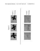 Protein Kinase Stress-Related Proteins and Methods of Use in Plants diagram and image