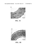 Foamed Fluoropolymer Article diagram and image