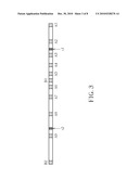 OBJECT DETECTION CALIBRATION SYSTEM OF AN OPTICAL TOUCH SCREEN AND METHOD THEREOF diagram and image