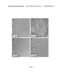 Mesenchymal Stem Cells Grown Under Hypoxic Conditions: Compositions, Methods and Uses Therefor diagram and image