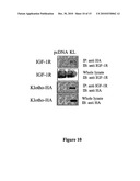 KLOTHO PROTEIN AND RELATED COMPOUNDS FOR THE TREATMENT AND DIAGNOSIS OF CANCER diagram and image