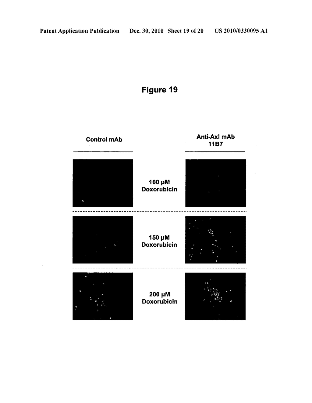 AXL ANTIBODIES - diagram, schematic, and image 20