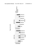 VACCINES AGAINST HERPES SIMPLEX VIRUS TYPE 2: COMPOSITIONS AND METHODS FOR ELICITING AN IMMUNE RESPONSE diagram and image