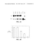 METHODS AND COMPOSITONS FOR ANTISENSE VEGF OLIGONUCLEOTIDES diagram and image