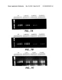 METHODS AND COMPOSITONS FOR ANTISENSE VEGF OLIGONUCLEOTIDES diagram and image