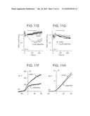 PHENAZINE DERIVATIVES AND USES THEREOF diagram and image