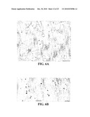 METHOD FOR IDENTIFYING COMPOUNDS FOR TREATMENT OF PAIN diagram and image